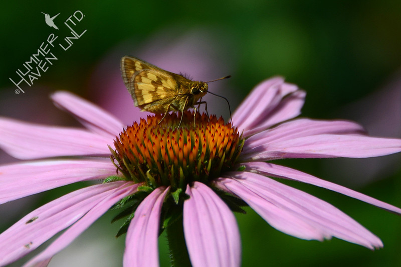 Peck's Skipper on Purple Coneflower (Echinacea purpurea)