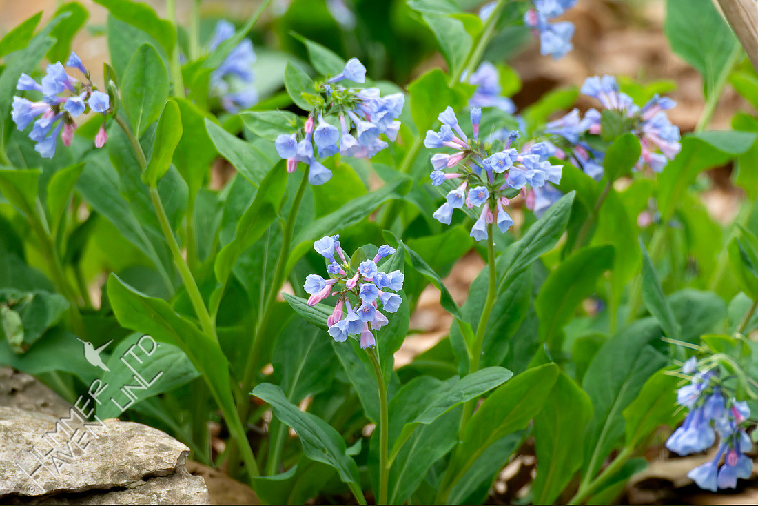 3-31-26 Virginia bluebells (Mertensia virginica)