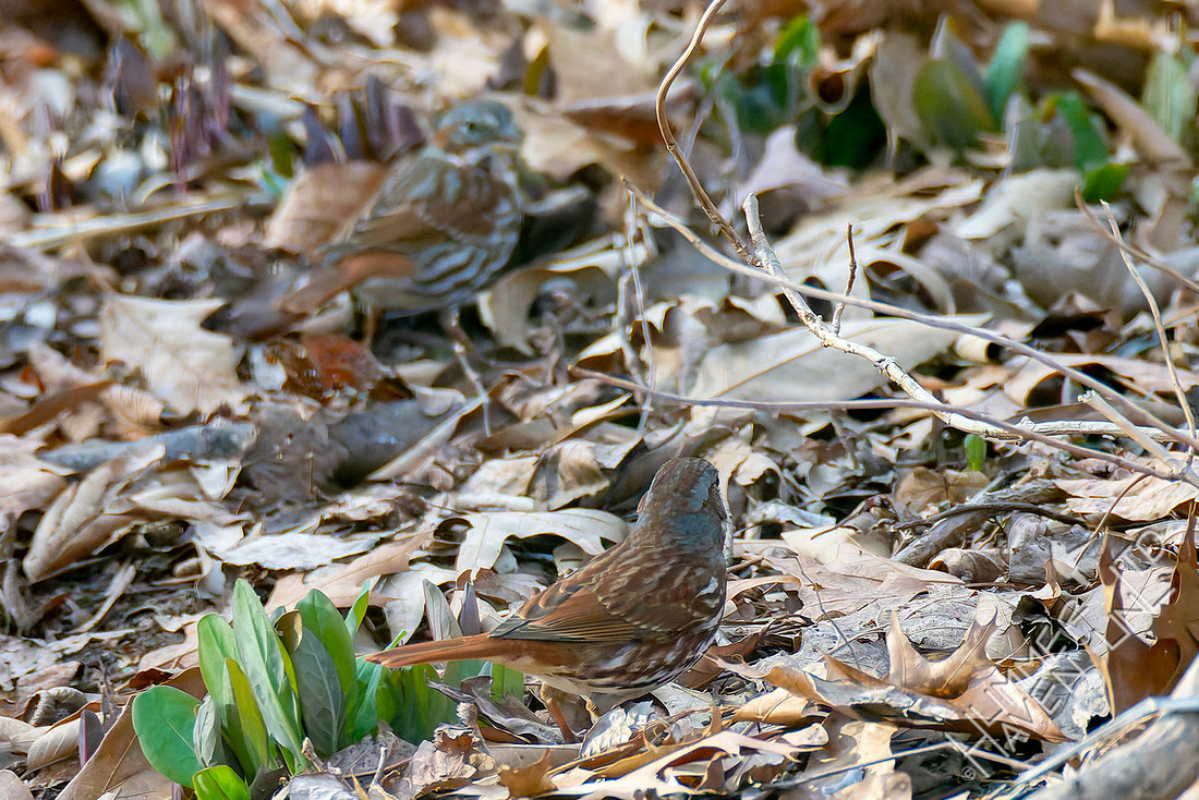 3-19-26 Two Fox Sparrows
