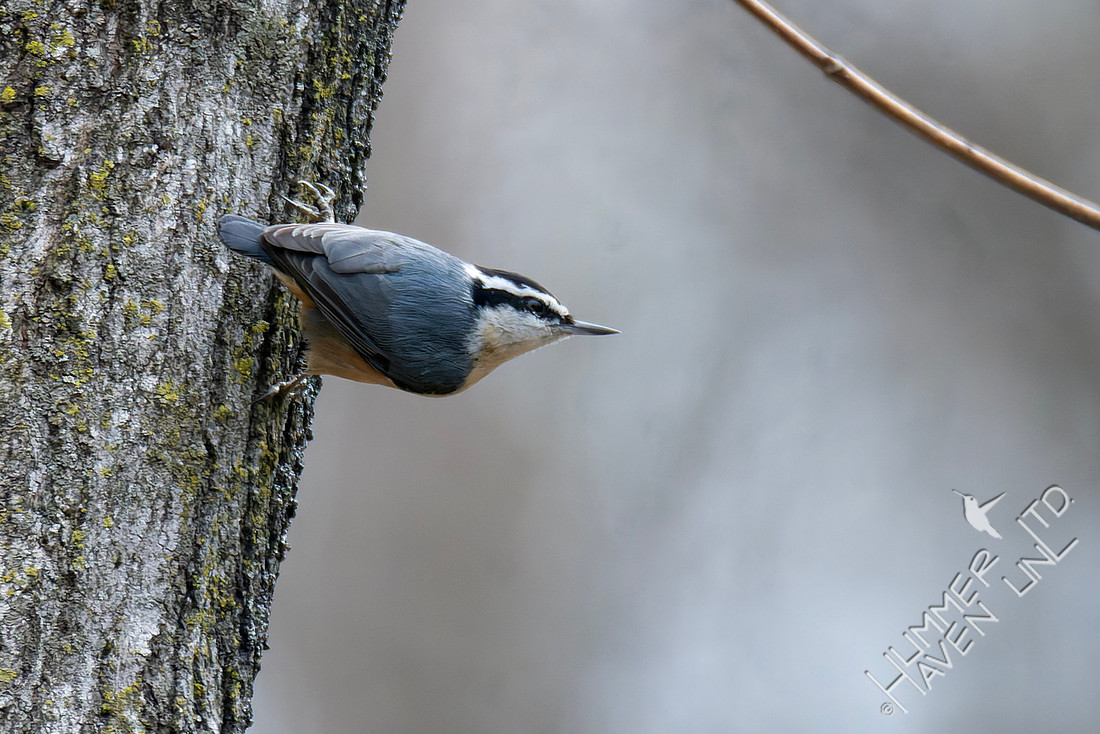 3-19-26 Red-breasted Nuthatch