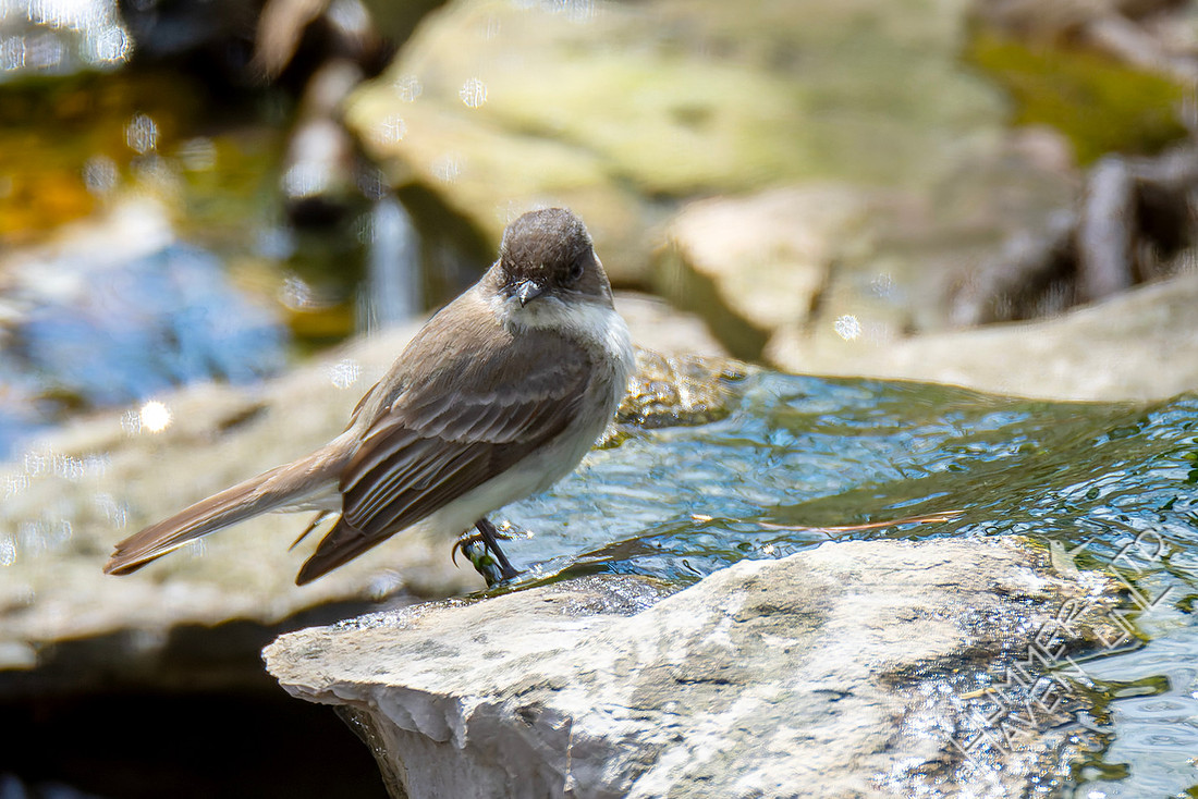 3-23-26 Eastern Phoebe