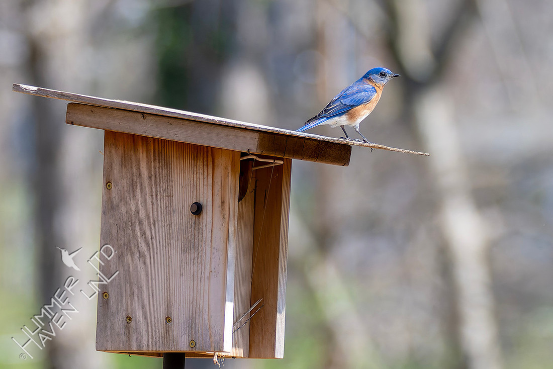 3-25-26 Eastern Bluebird