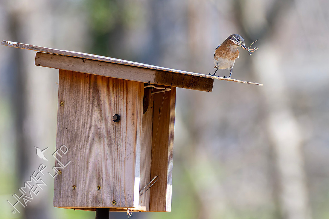 3-25-26 Eastern Bluebird female