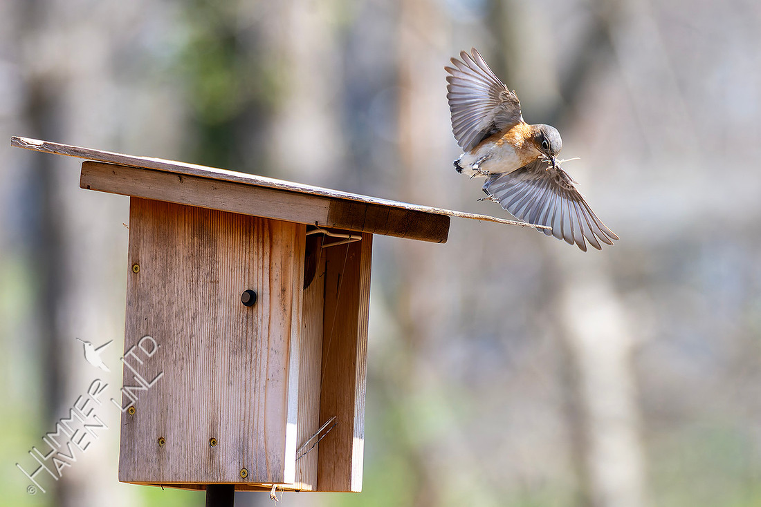 3-25-26 Eastern Bluebird female