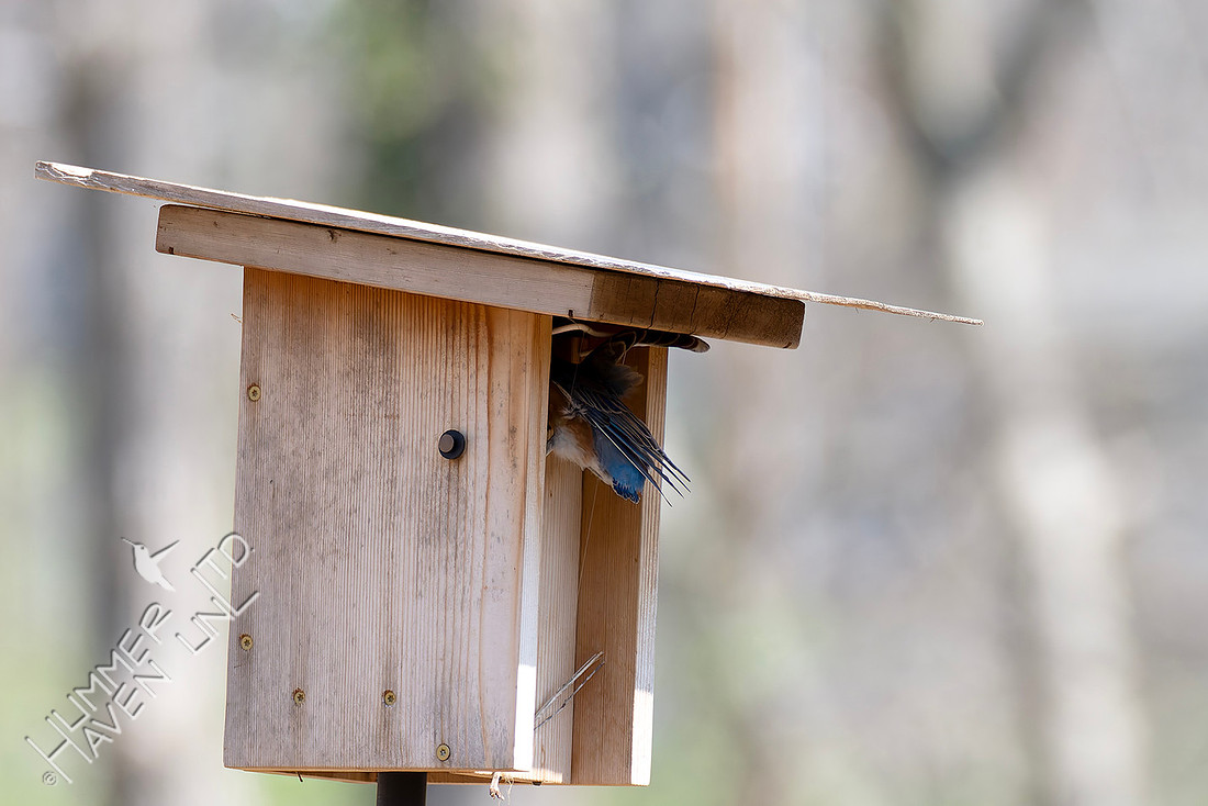 3-25-26 Eastern Bluebird female
