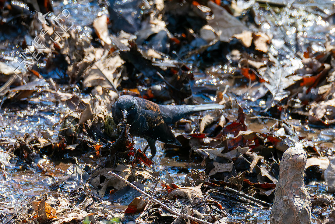 3-25-26 Rusty Blackbird