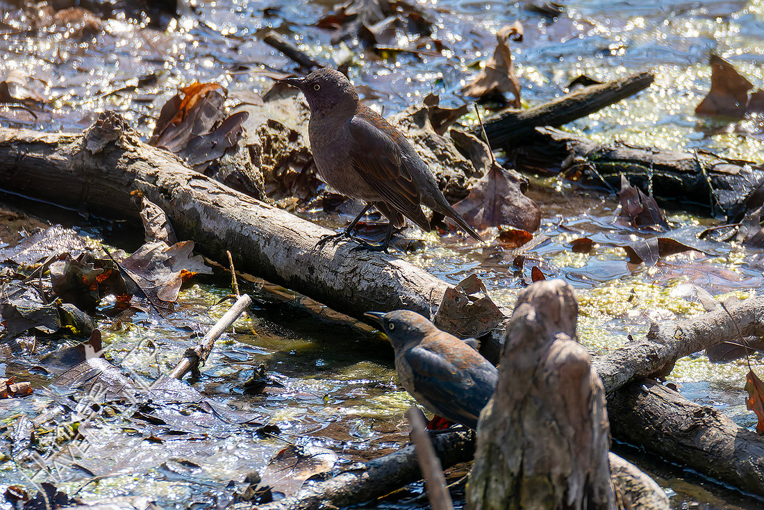 3-25-26 Rusty Blackbird
