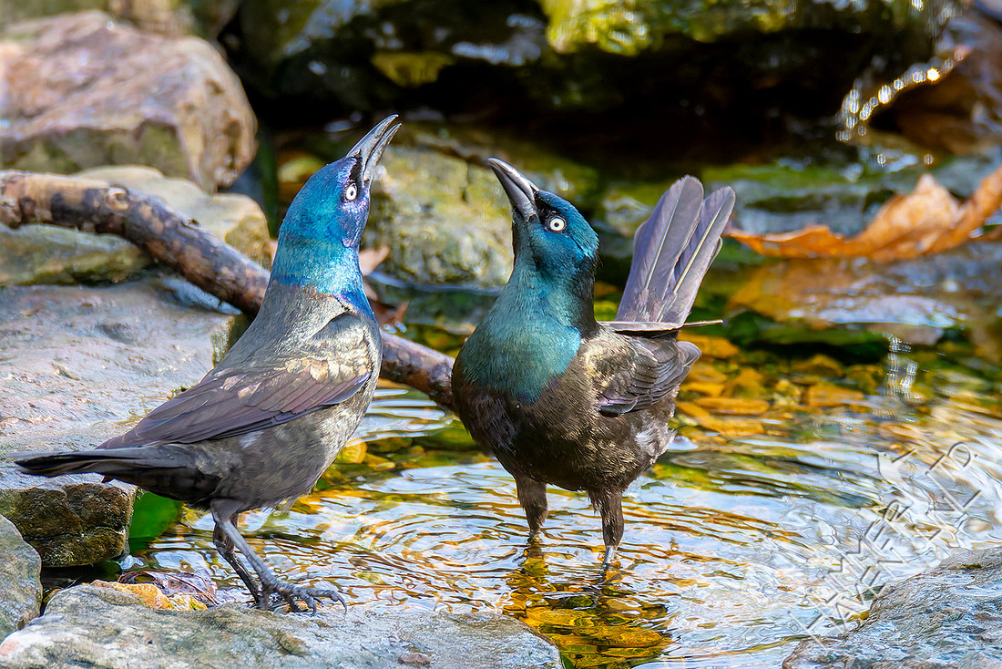3-26-26 Common Grackles
