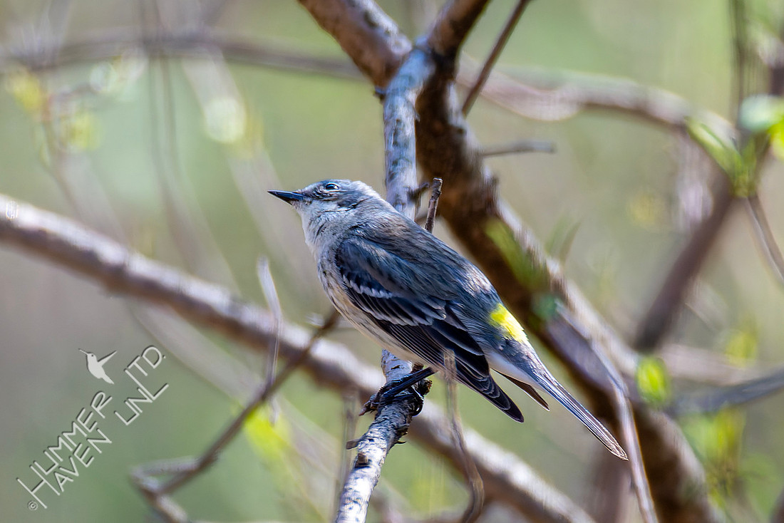 3-30-26 Yellow-rumped Warbler