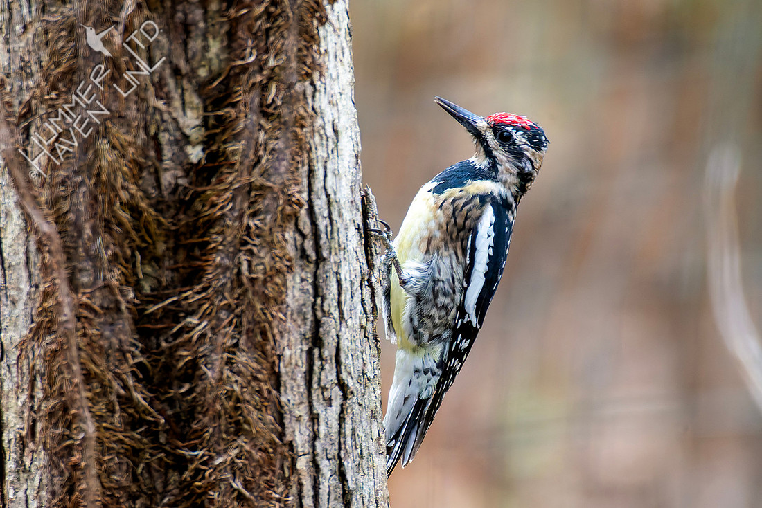 3-31-26 Yellow-bellied Sapsucker female