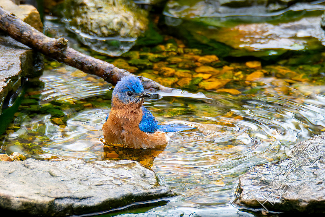 3-31-26 Eastern Bluebird