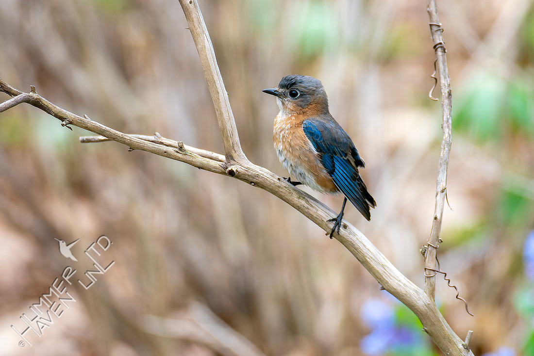 3-31-26 Eastern Bluebird female