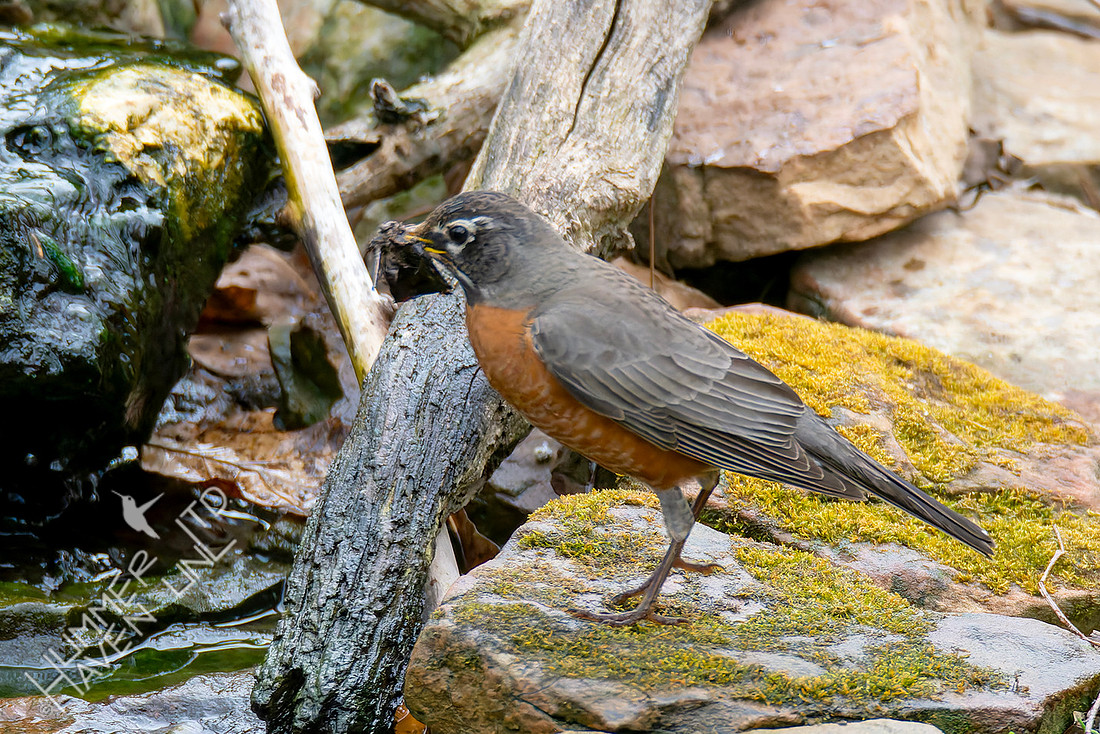 3-31-26 American Robin with moth