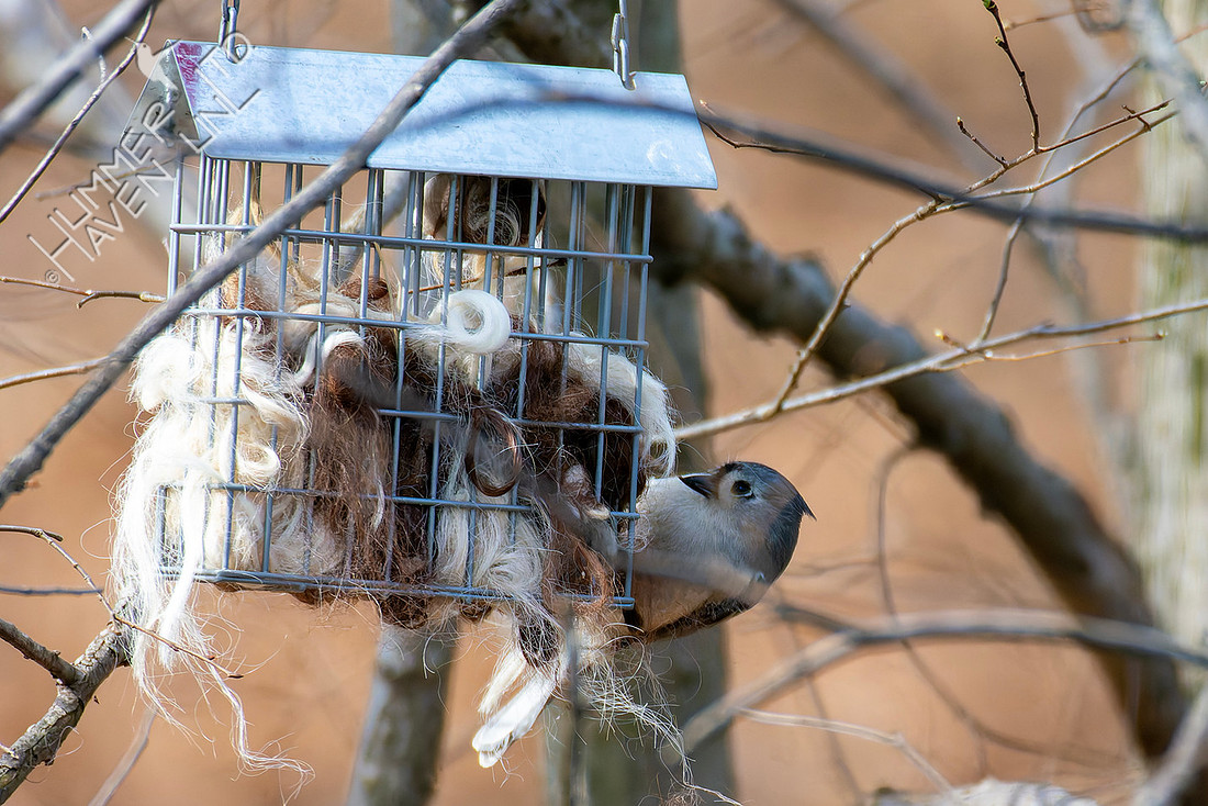3-31-26 Tufted Titmouse