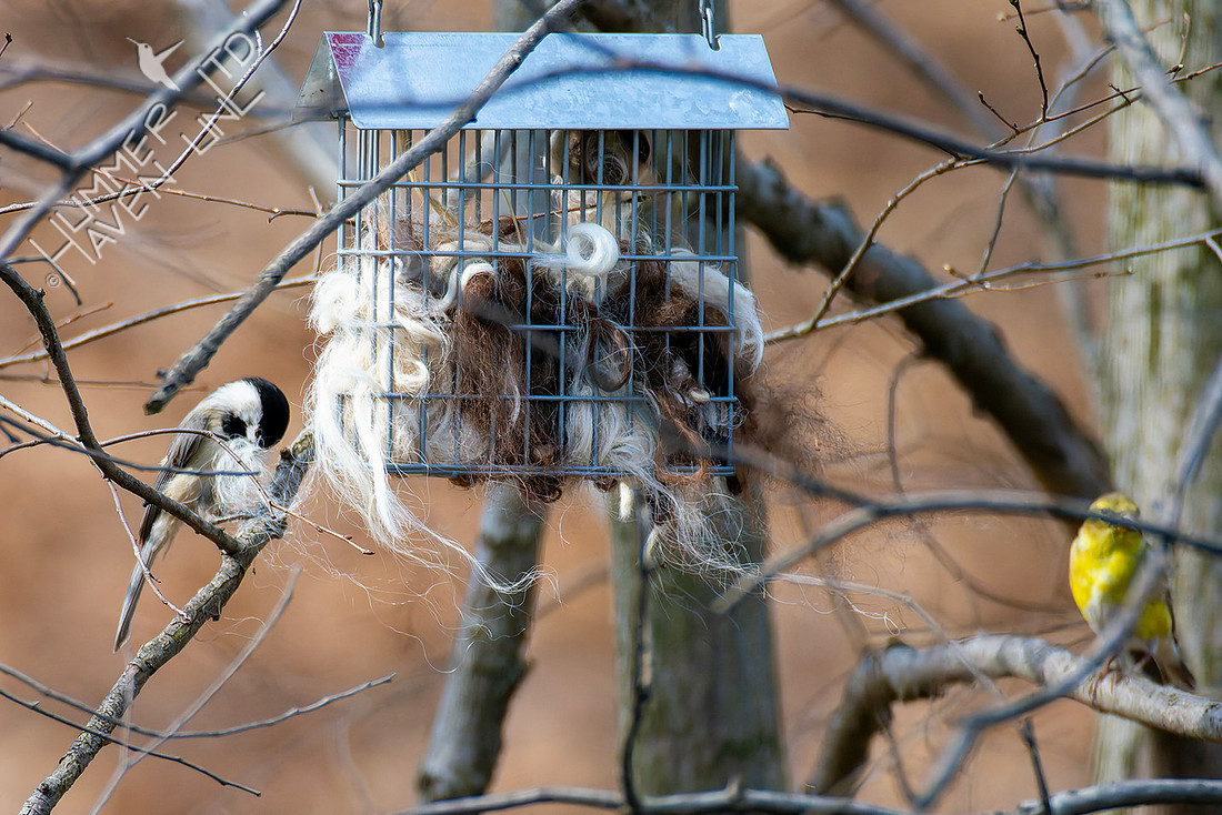 3-31-26 Carolina Chickadee and American Goldfinch