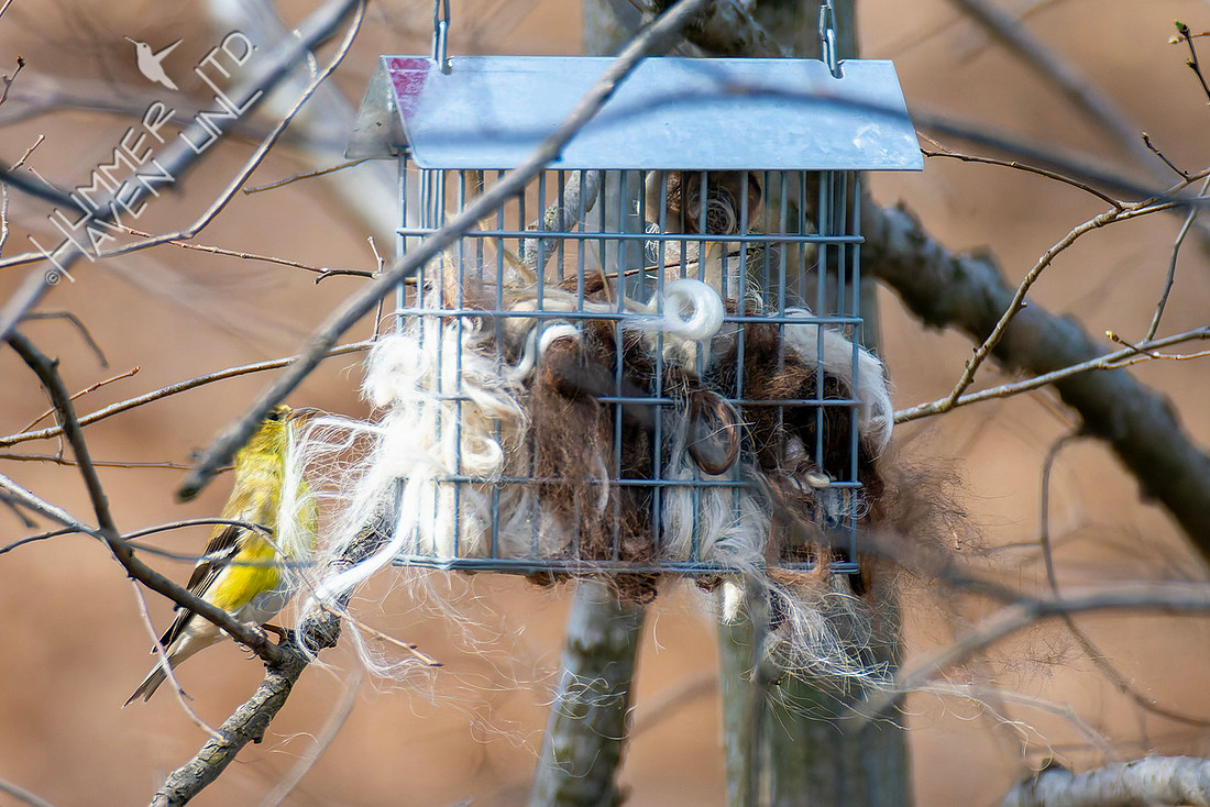 3-31-26 American Goldfinch