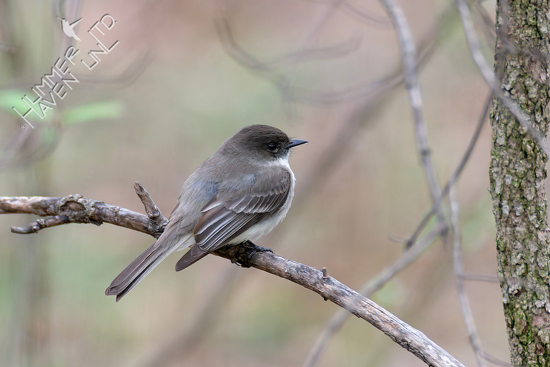 4-1-26 Eastern Phoebe