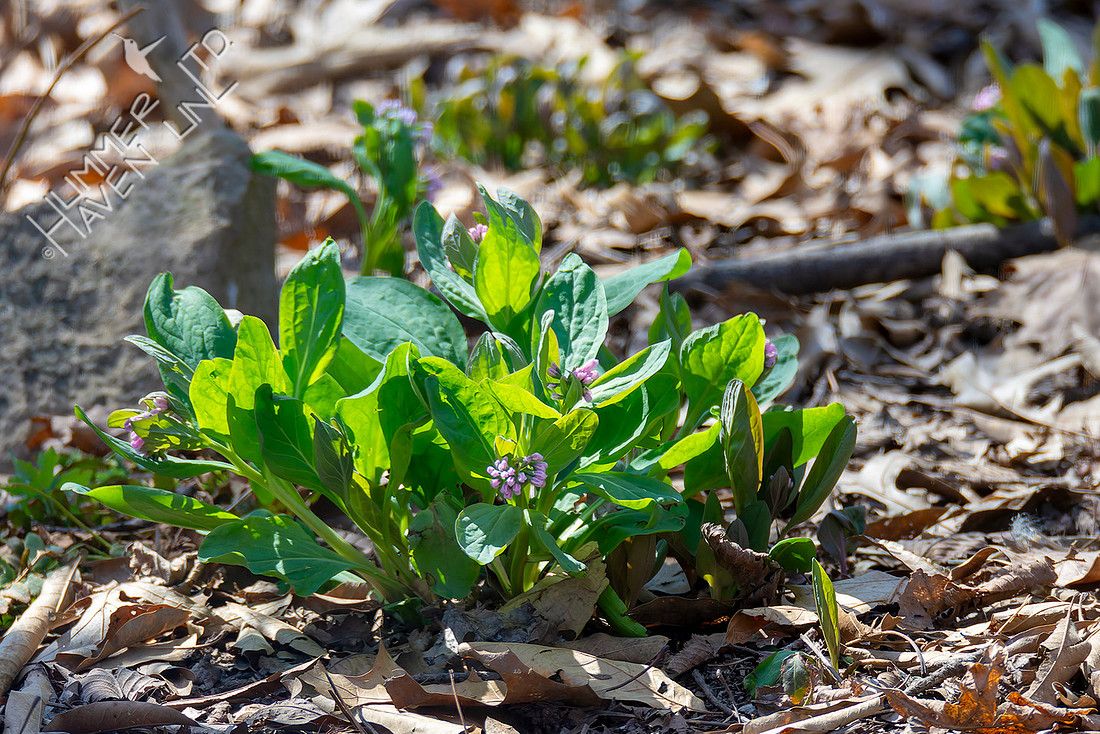 3-22-26 Virginia Bluebells