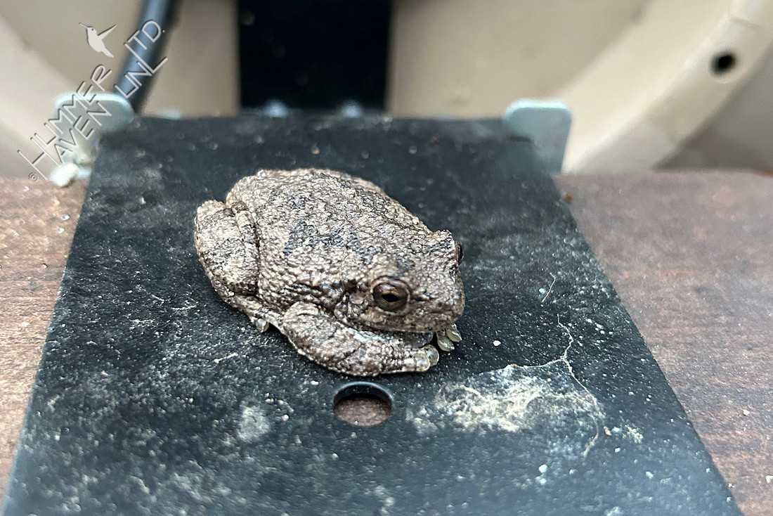 4-3-26 Gray Tree Frog