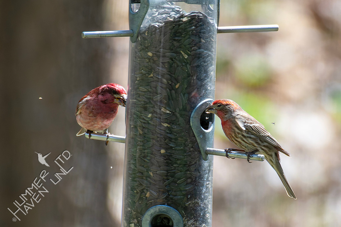4-8-26 Purple Finch (left) House Finch (right)