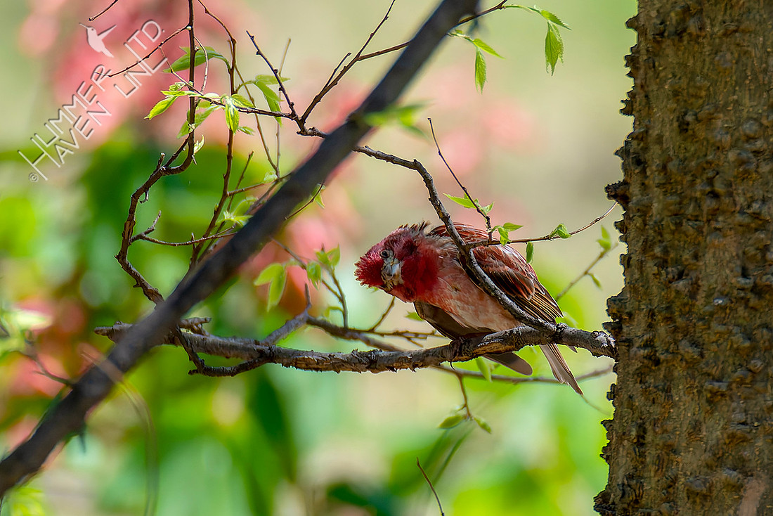 4-8-26 Purple Finch mimics Hackberry