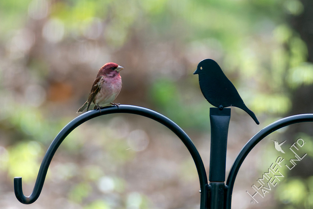 4-11-26 Purple Finch