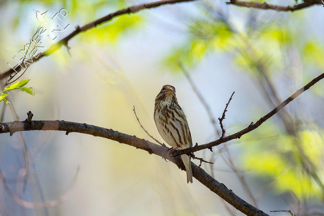 4-8-26 Purple Finch female