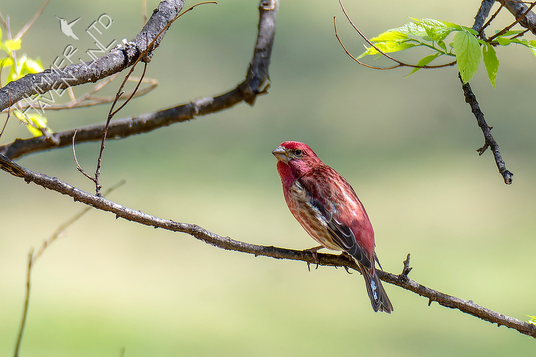 4-8-26 Purple Finch