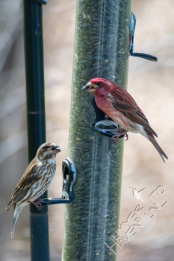 4-8-26 Purple Finch pair