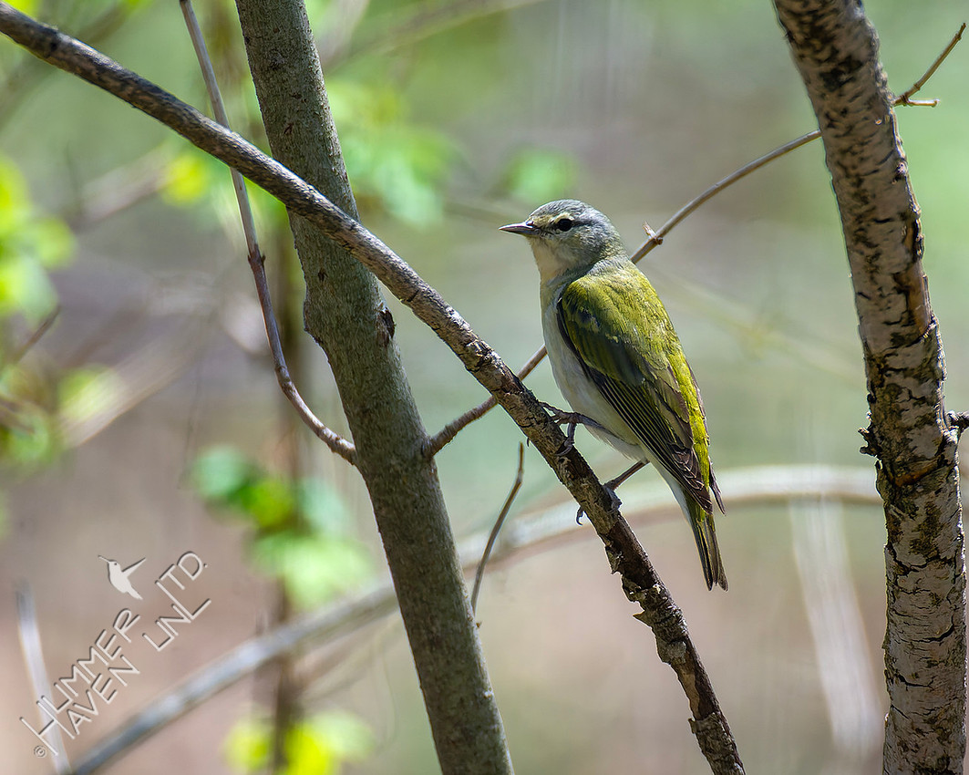 4-9-26 Tennessee Warbler, ties 2nd earliest date