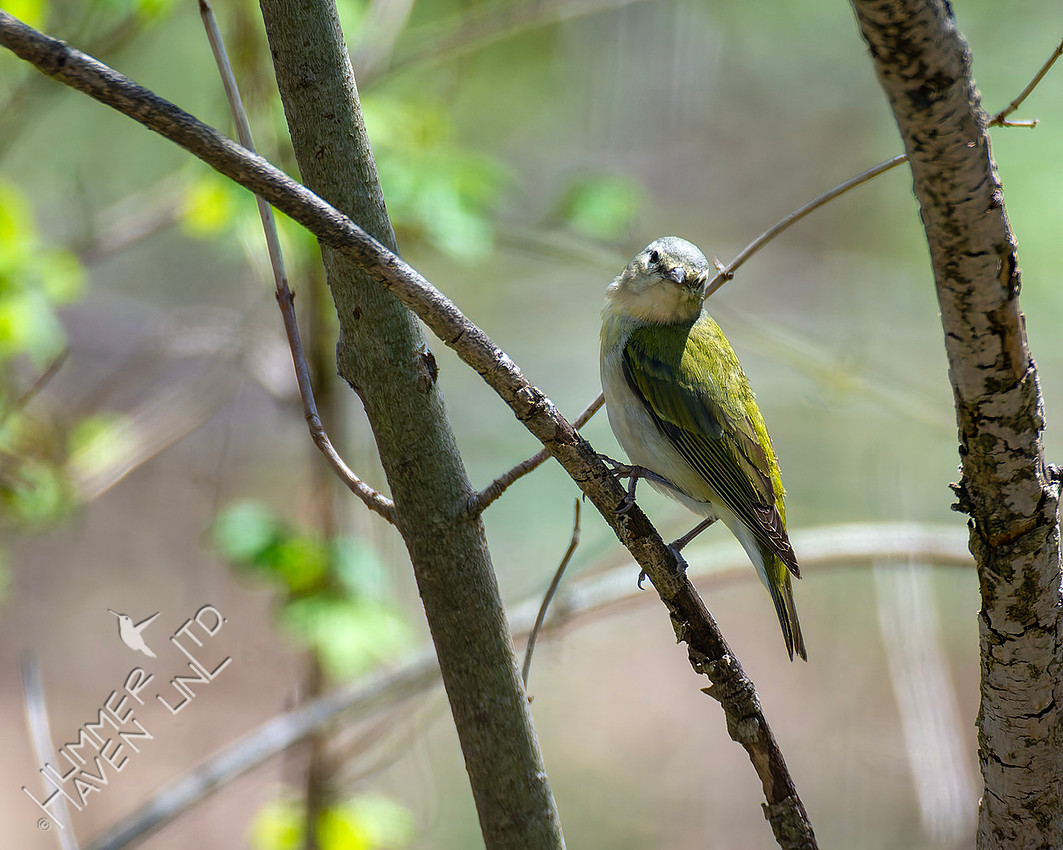 4-9-26 Tennessee Warbler, ties 2nd earliest date