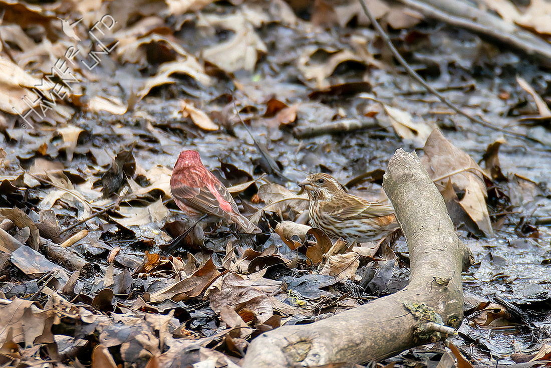 4-10-26 Purple Finch pair in swamp foraging invertebrates