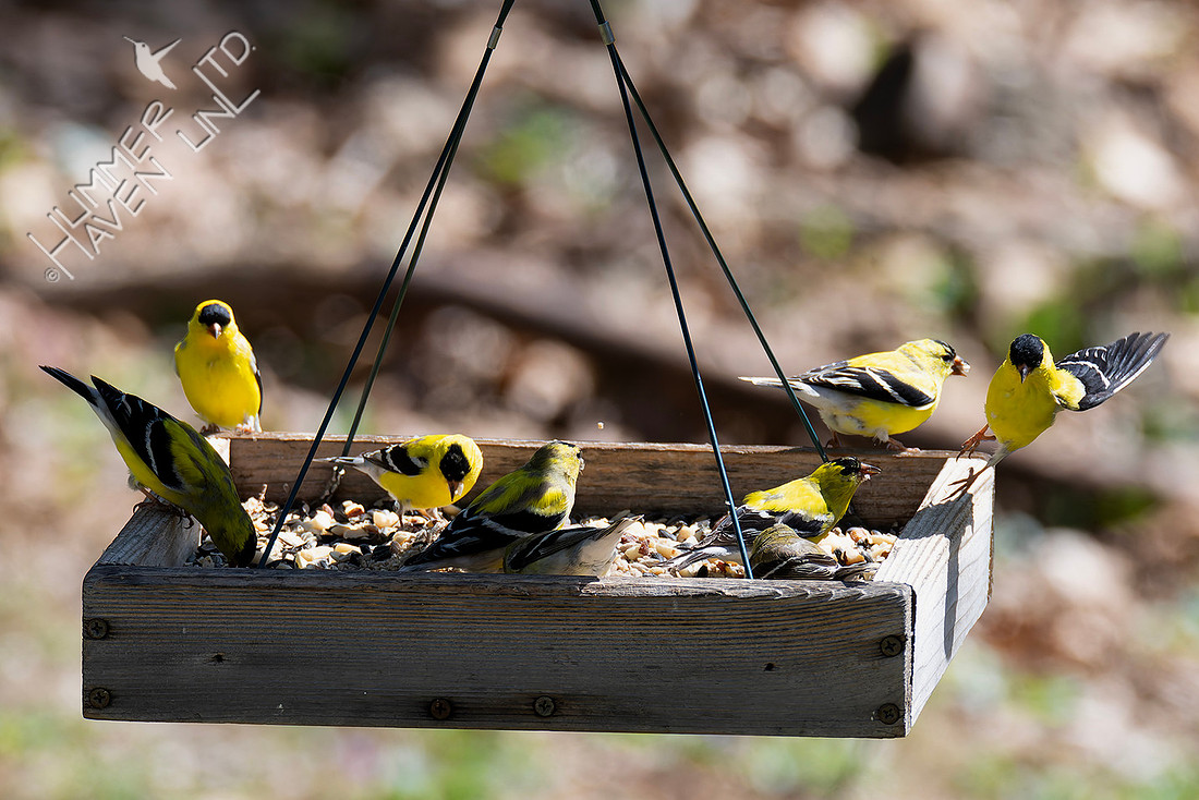 4-8-26 American Goldfinches