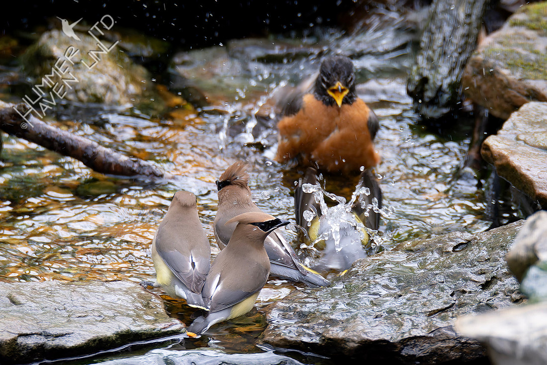 4-11-26 Four Cedar Waxwings and American Robin