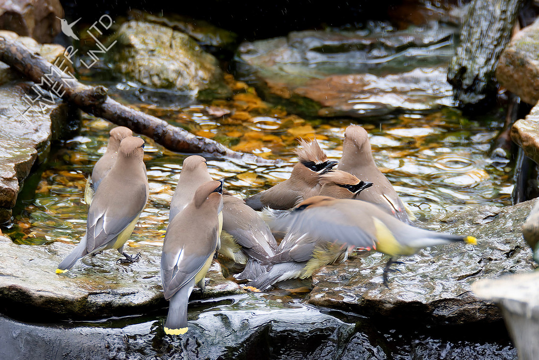 4-11-26 Nine Cedar Waxwings