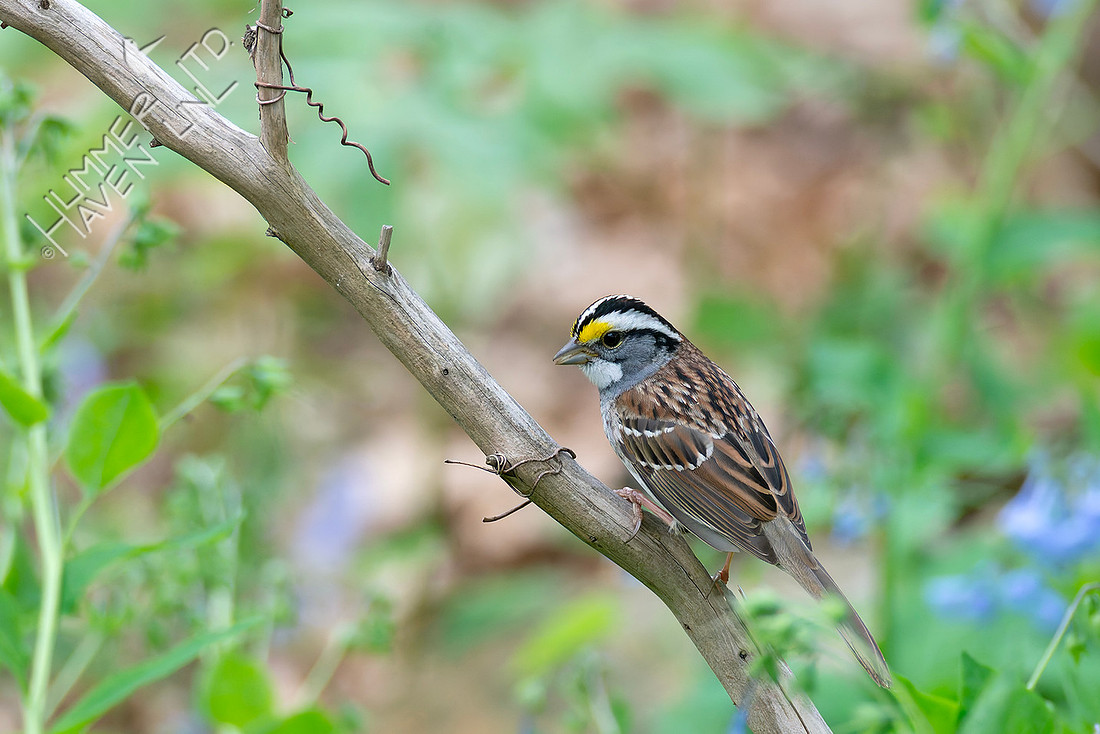 4-12-26 White-throated Sparrow