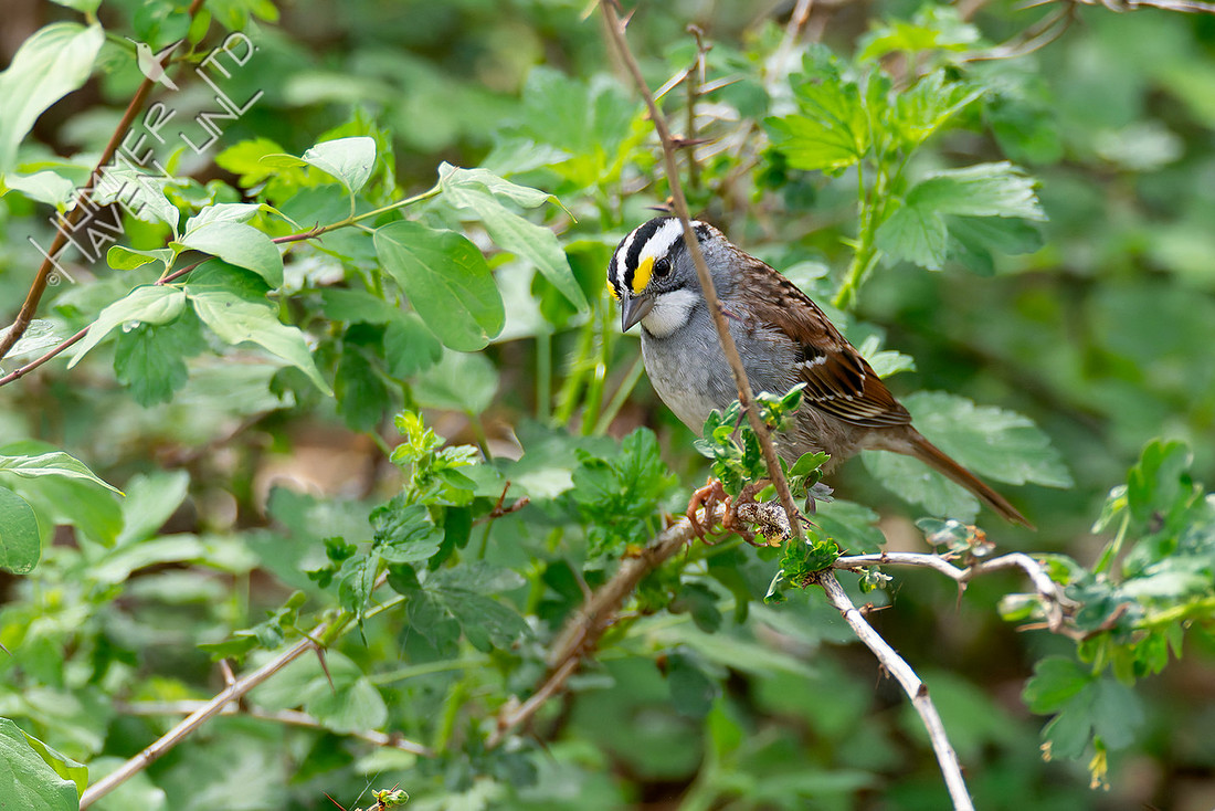 4-12-26 White-throated Sparrow in Gooseberry