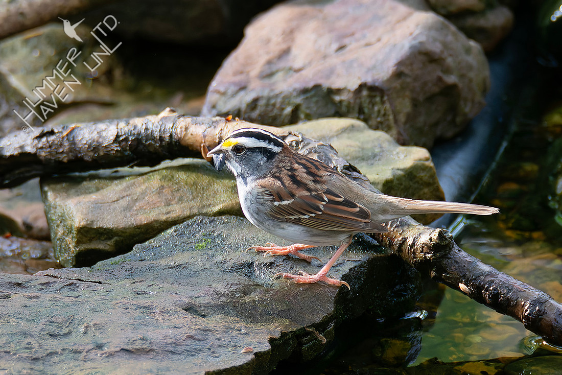 4-13-26 White-throated Sparrow with insect