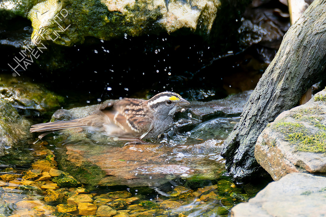 4-13-26 White-throated Sparrow with insect
