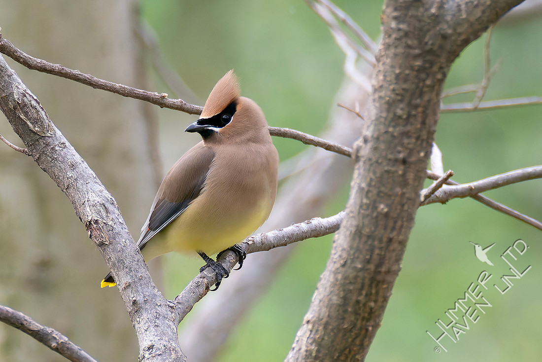 4-13-26 Cedar Waxwing