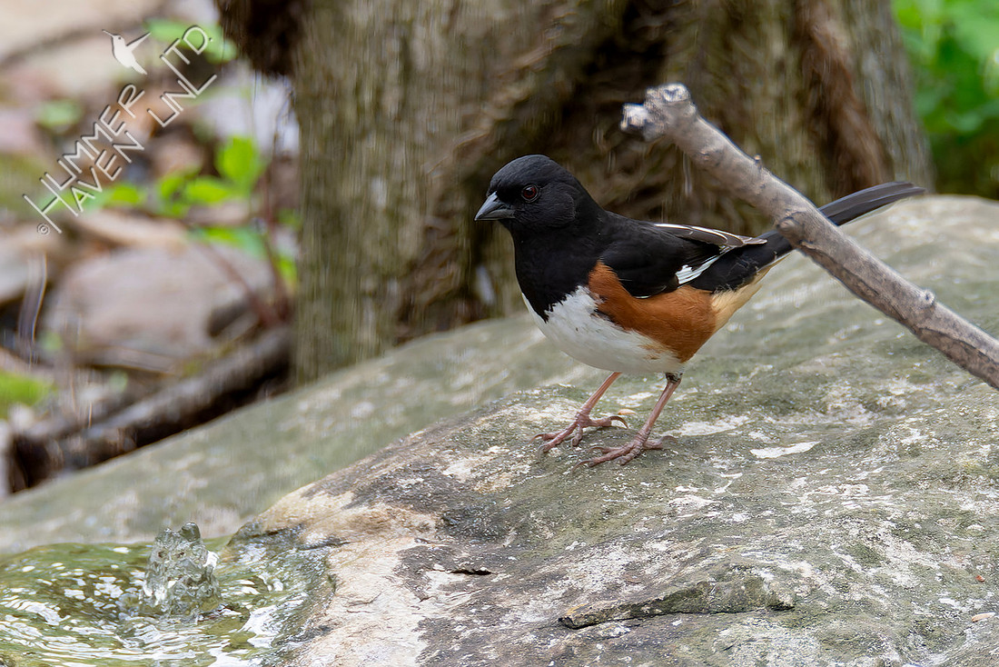 4-13-26 Eastern Towhee