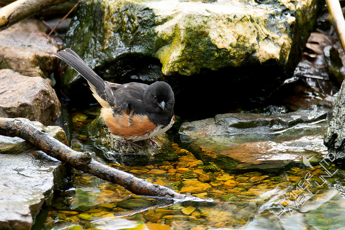 4-13-26 Eastern Towhee