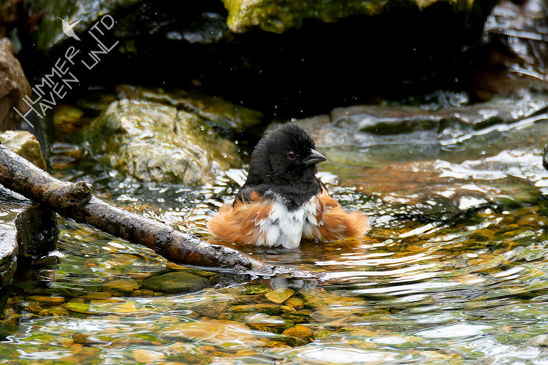 4-13-26 Eastern Towhee