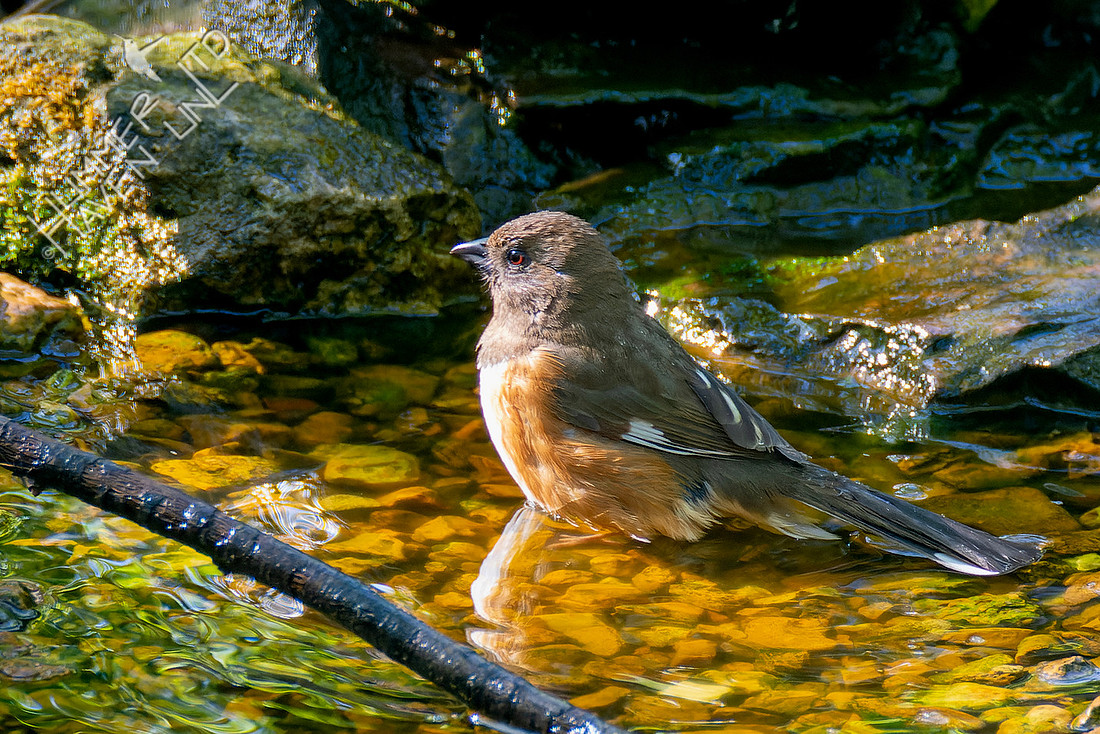 4-24-23 E. Towhee female