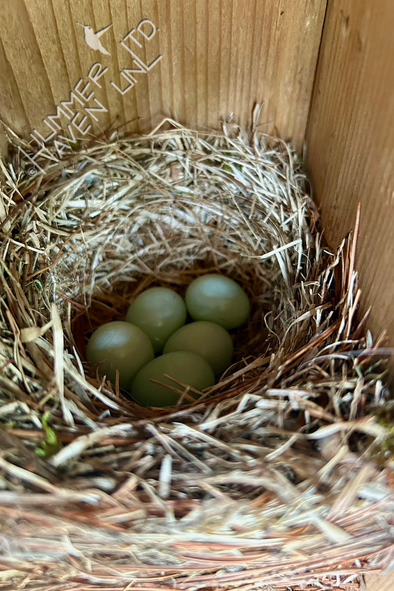 4-9-26 Five Eastern Bluebirds eggs