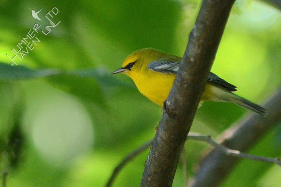 Blue-winged Warbler