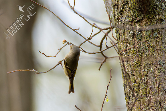 4-15-22 Ruby-crowned Kinglet