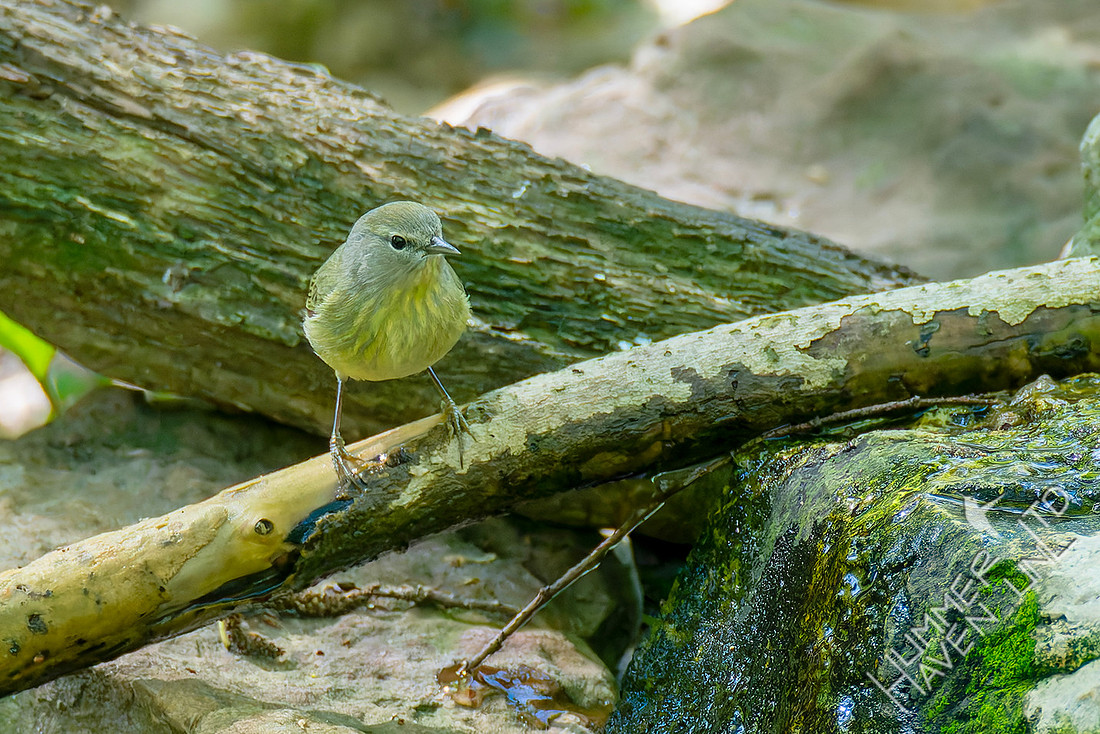 4-20-26 Orange-crowned Warbler