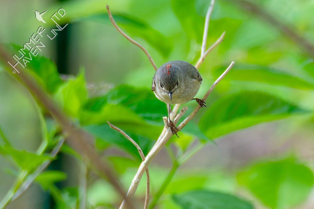 4-21-26 Ruby-crowned Kinglet