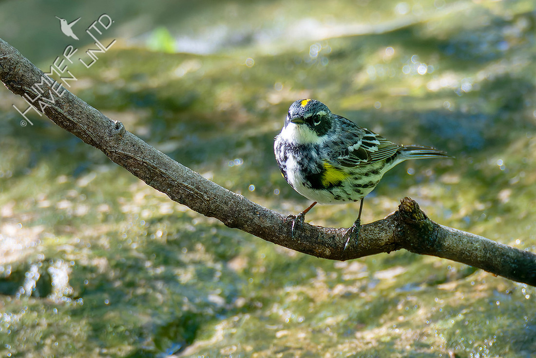 4-21-26 Yellow-rumped Warbler